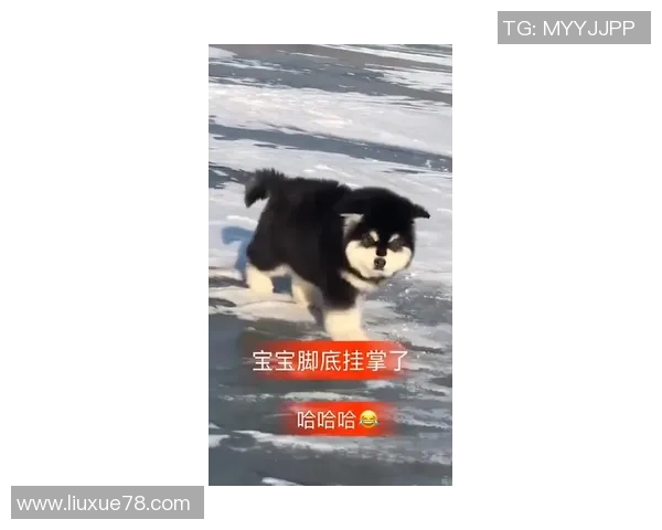 南墨尔本与阿拉门激战正酣谁能在这场对决中笑到最后 南墨尔本与阿拉门激战正酣谁能在这场对决中笑到最后